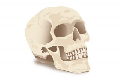 Realistic Vector Skull Thumbnail