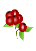 Red berry