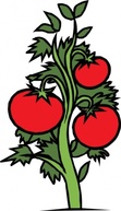 Red Food Plants Cartoon Vegetables Salad Plant Tomato Veggie Thumbnail