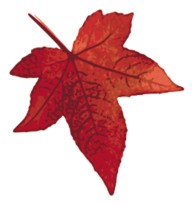 Red maple leaf