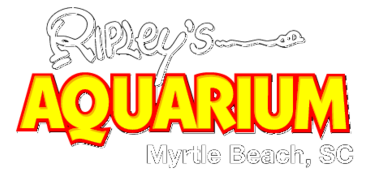 Ripley S Aquarium Thumbnail