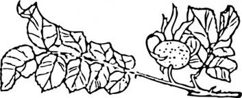Rose Branch clip art