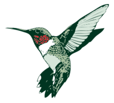 Ruby-throated Hummingbird Thumbnail