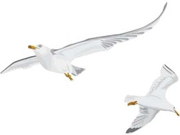 Seagull vector 6