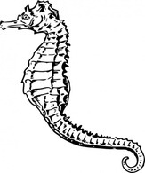 Seahorse clip art Thumbnail