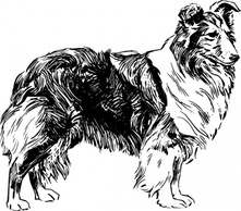 Shetland Sheepdog clip art