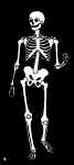 Skeleton Vector Image