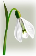 Snow Drop clip art Thumbnail