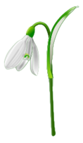 Snowdrop (Galanthus nivalis) Thumbnail