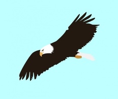 Soaring Eagle clip art Thumbnail