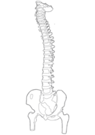 Spine Vector Thumbnail