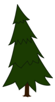 Spruce