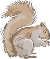 Squirrel Vector 1