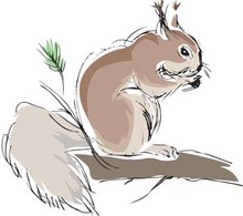 Squirrel Vector 2