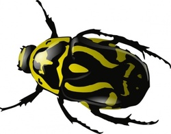 Srd Green Beetle clip art