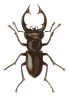 Stag Beetle (lucanus Elephas)