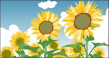 Sunflower summer blue sky and white clouds Thumbnail