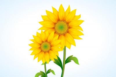 Sunflower Vector Illustration Thumbnail