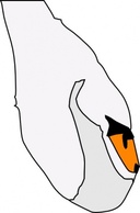 Swan clip art Thumbnail
