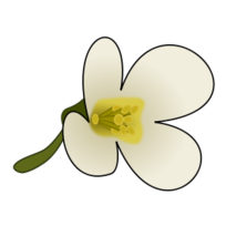 Thaliana Flower Thumbnail
