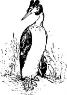 The Grebe clip art