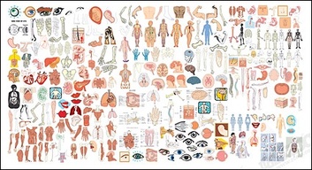 The structure of human organ parts of vector Thumbnail