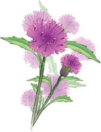 Thistle Flower Vector