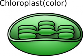 Torisan Chloroplast clip art Thumbnail