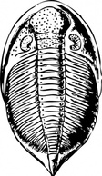 Trilobite clip art Thumbnail