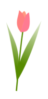 Tulip