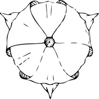 Tulip Top View clip art