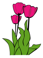 Tulips