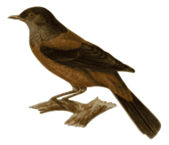 Turdus_rubrocanus_gouldi