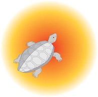 Turtle 7