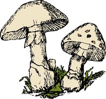 Two Mushrooms clip art Thumbnail