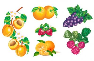Vector fruits Thumbnail
