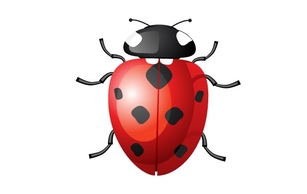 Vector Ladybug