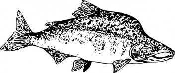 Water Food Pink Fish Lineart Salmon Animal Thumbnail