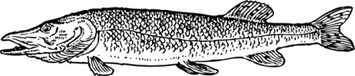 Water Outline Fish Lineart Animal Pike Thumbnail
