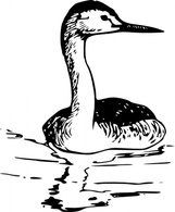 Western Grebe clip art