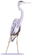 White egret vector 2 Thumbnail