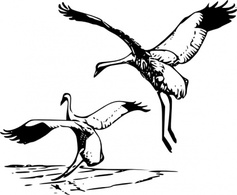 Whooping Crane clip art