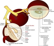 Wine Grape Diagram En clip art