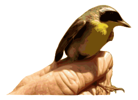 Yellowthroat Bird Thumbnail