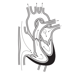 58294main_The.Brain.in.Space-page-121-heart-cross-section-no-labels