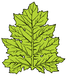 Acanthus Leaf