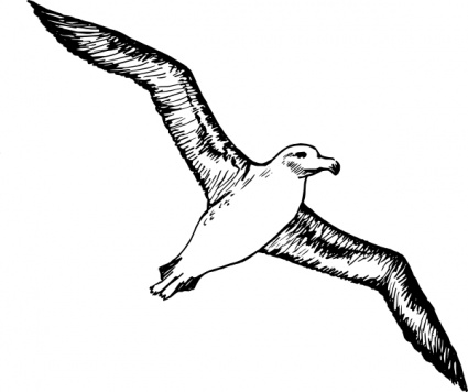 Albatross clip art