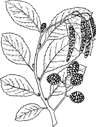 Alder clip art