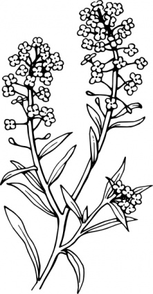 Alyssum clip art