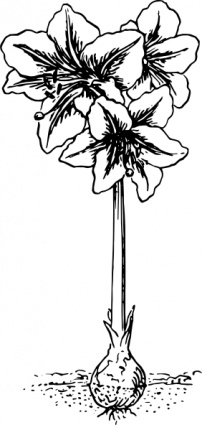 Amaryllis clip art